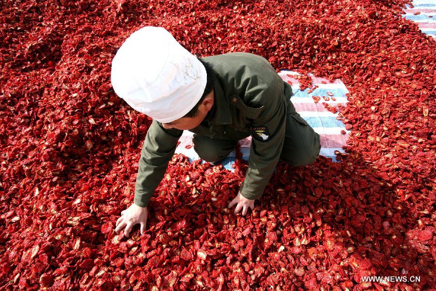 Air-dried tomatoes in Xinjiang sell well in int'l market