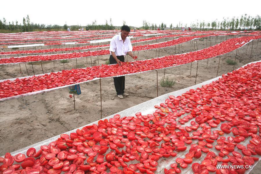 Air-dried tomatoes in Xinjiang sell well in int'l market