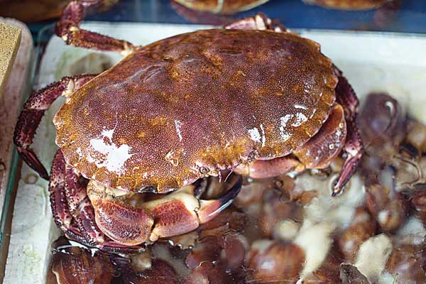 Under the sea, on the table