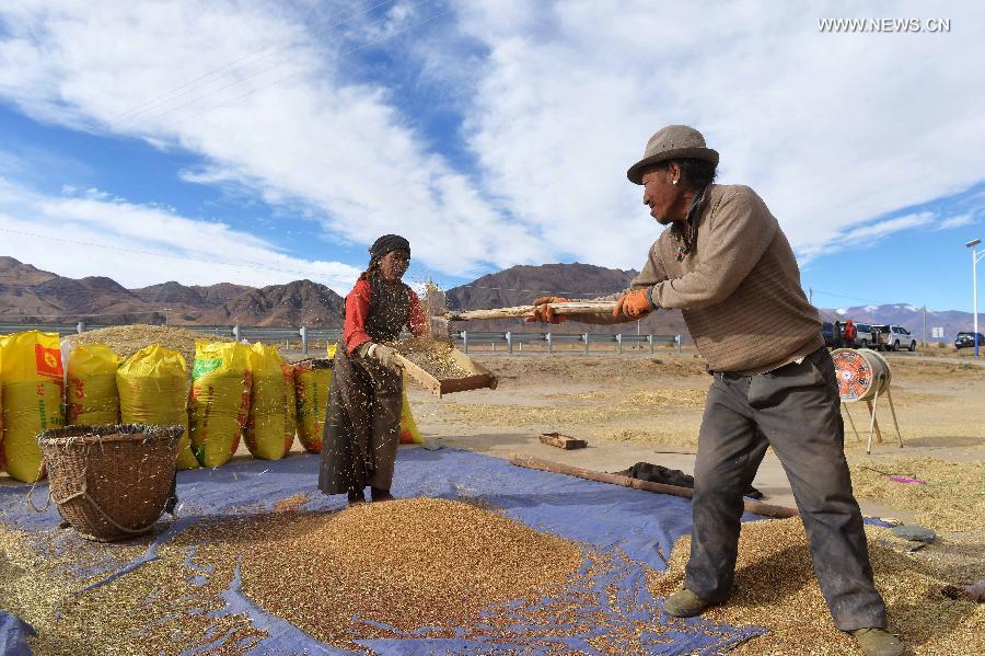 Harvest season comes in China's Tibet