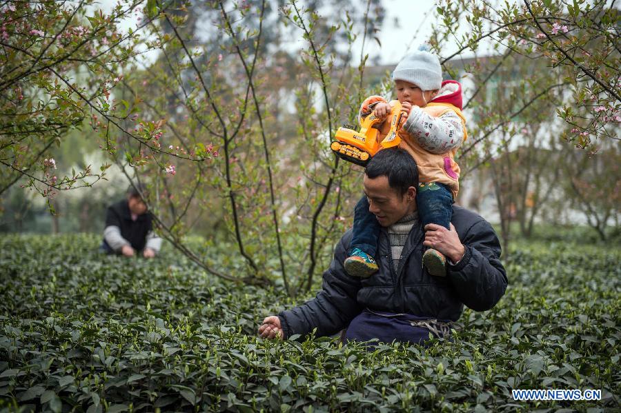 Farmers make tea before Qingming Festival