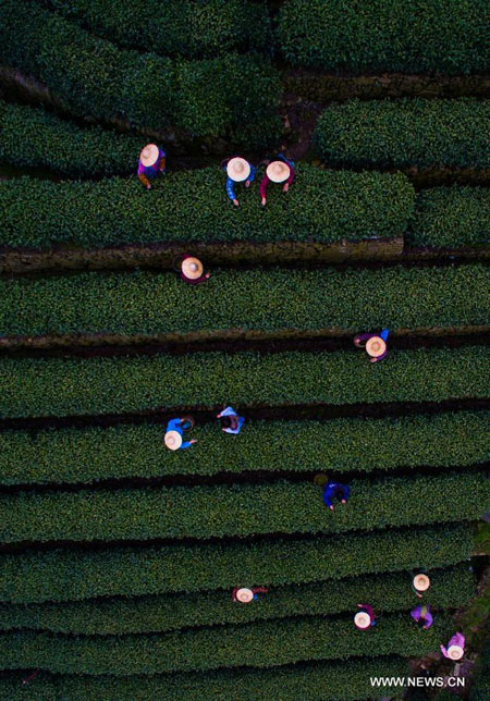 Newly-picked Longjing tea soon be in season