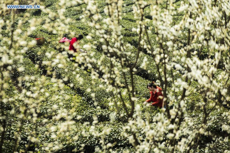 Tea picking season begins in China's Hubei