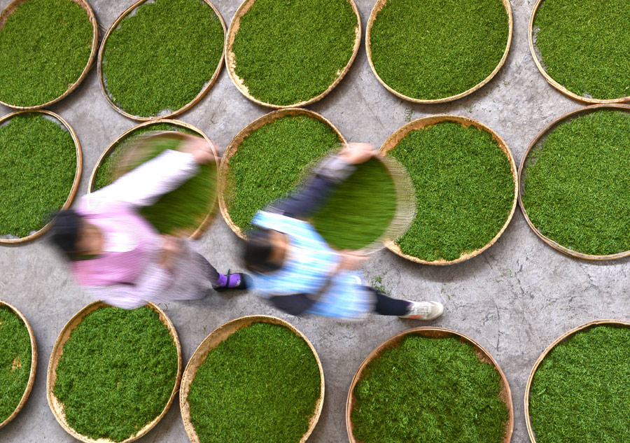 Tea making in C China's Hubei