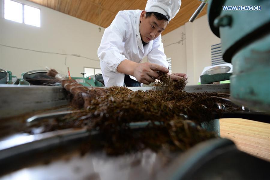 Tea industry, pillar industry in SW China's Fenggang