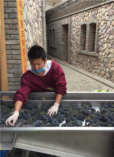 Ningxia wineries mix high and low tech at harvest time