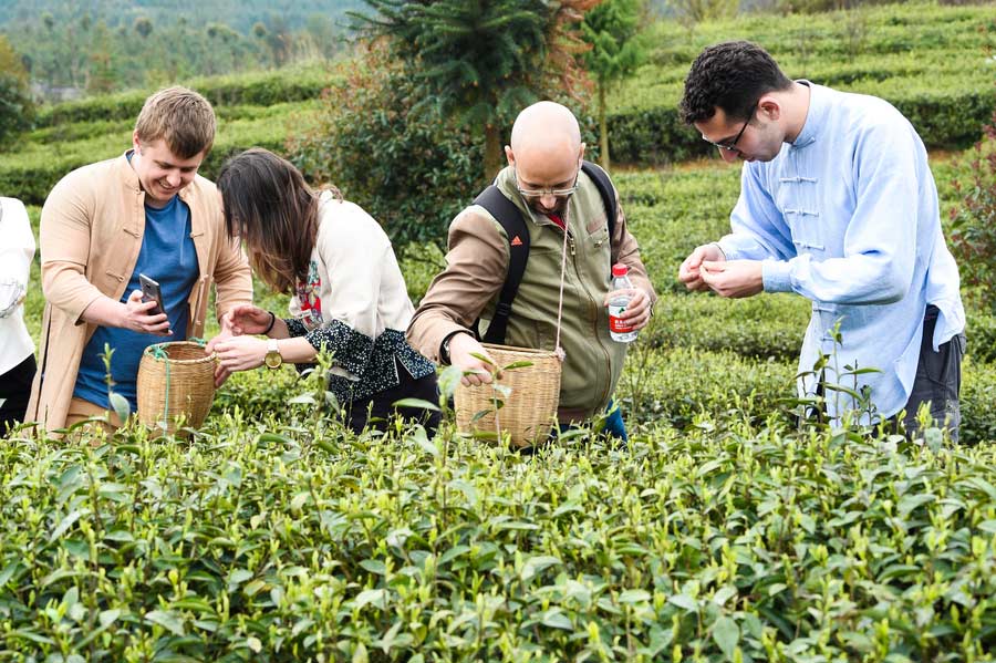 Expats get a 'taste' of Chinese tea culture in Guizhou