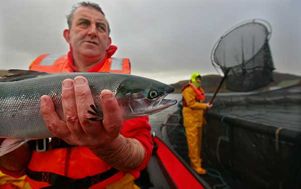 Scottish salmon graces China dining tables