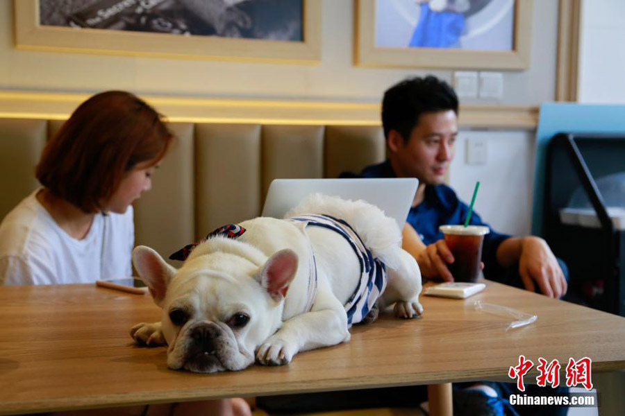 Hang out at Hangzhou's pet-friendly coffee shop