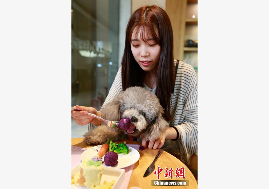 Hang out at Hangzhou's pet-friendly coffee shop