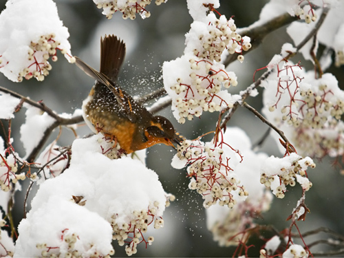 雪中倩影