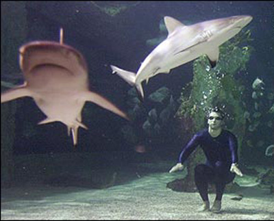 鲨鱼系列二：人类与鲨鱼——究竟谁在吃谁？