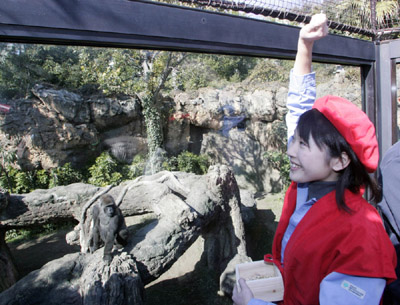 日本动物园立春前为猩猩撒豆祈福多育后代