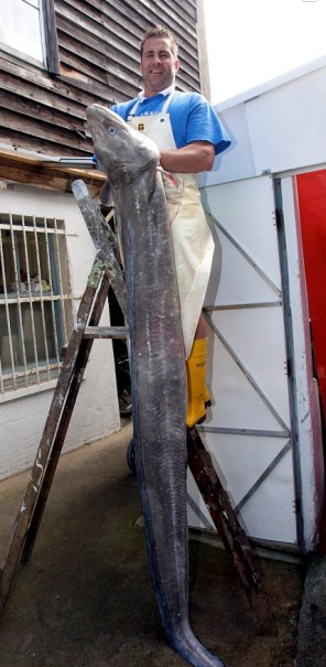 英国渔民逮到3米长“巨无霸”海鳗