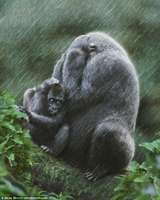 大猩猩母子窘迫躲雨图：娘自顾不暇、儿可怜兮兮