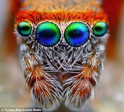 英国青年最爱拍摄蜘蛛 诡异美丽让人着迷