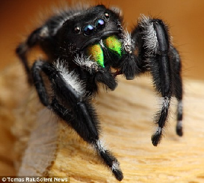 英国青年最爱拍摄蜘蛛 诡异美丽让人着迷