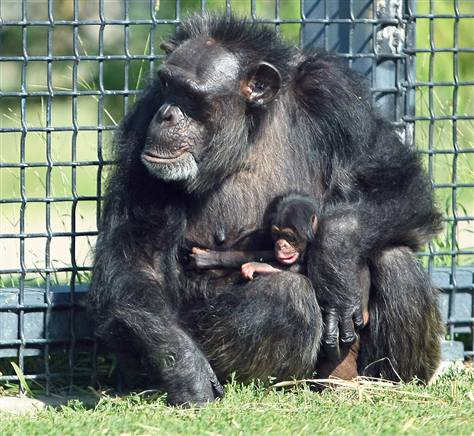 美动物园56岁黑猩猩超高龄产“女” 被誉神奇母亲