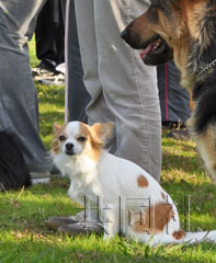 日本吉娃娃警犬明年上岗 将参加灾害搜救行动