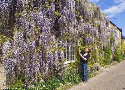 英国一人家紫藤花盛开 如“紫色瀑布”覆盖整个房屋