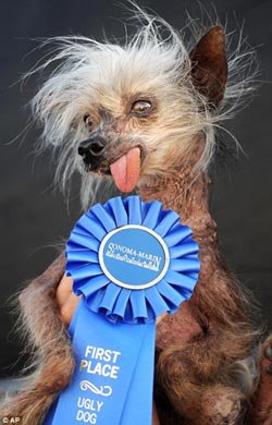 “世界最丑犬”加州出炉 杂交拳师犬凭龅牙夺冠
