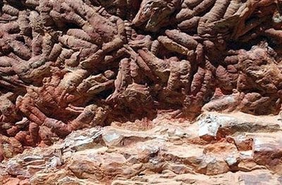 西班牙发现4亿年前身长约1米巨虫足迹