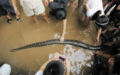 女子扛蟒蛇到江边为其洗澡吓跑市民