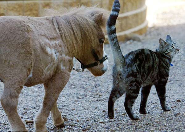 澳洲发现体型仅比猫稍大的“侏儒马”