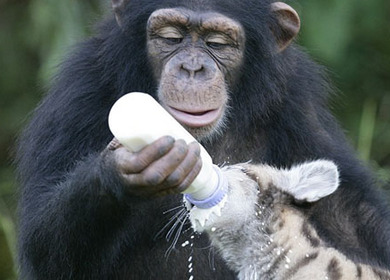 美大猩猩照顾小狮子 喂奶拥抱尽显母爱