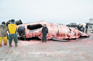 美国一小学生北冰洋猎杀10米长巨鲸(图)