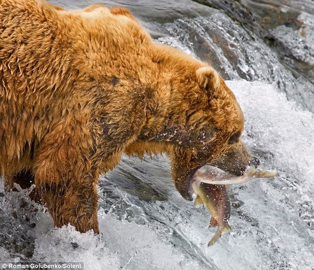 灰熊妈妈教孩子们捕鱼技巧 一口咬中两条鱼