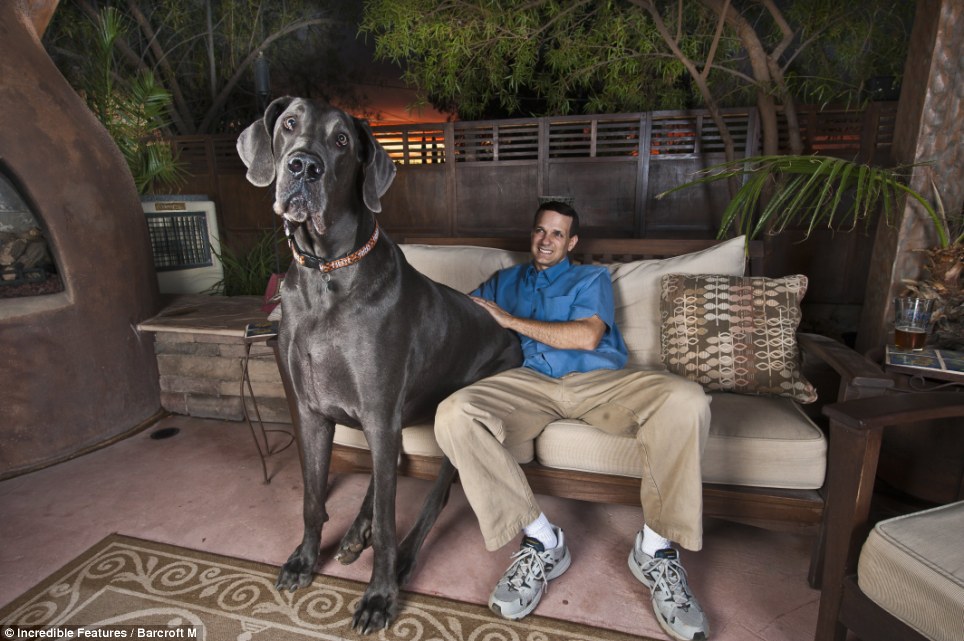 美大丹犬站高超1米 有望成为“世界最高犬”
