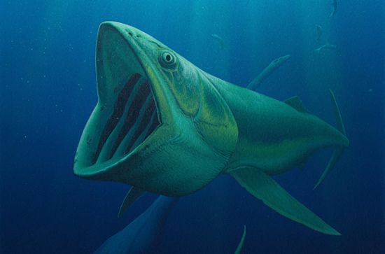 科学家发现远古巨鱼 堪比现代鲸鱼