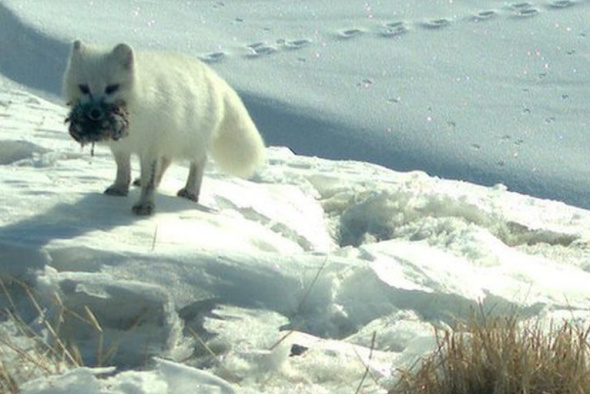 揭秘雪地精灵北极狐：捕食旅鼠喂养幼崽(图)