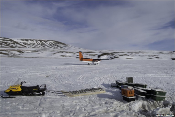 揭秘雪地精灵北极狐：捕食旅鼠喂养幼崽(图)