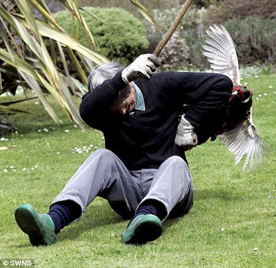 英鸟类学家遭疯狂孔雀蹲守攻击 每天翻后窗进出家