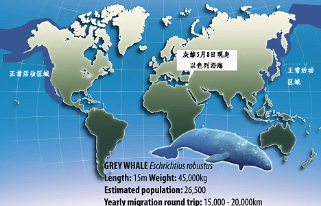 世界最孤独鲸鱼迷途地中海 又是气候惹的祸？