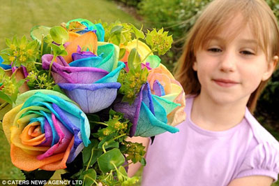 荷兰花商培育“彩虹玫瑰” 一支七色完美祝福