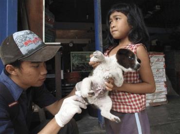 狂犬病阴霾笼罩梦幻巴厘岛 78人死亡20万狗遭捕杀