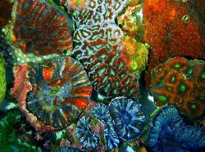 澳大利亚发现罕见彩色荧光珊瑚 可助人类战胜癌症