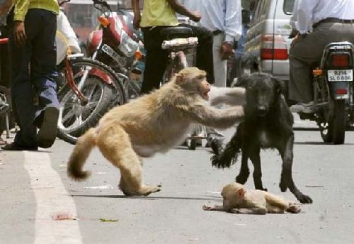 印度街头猴妈妈犬口救子 母爱力量感动网友