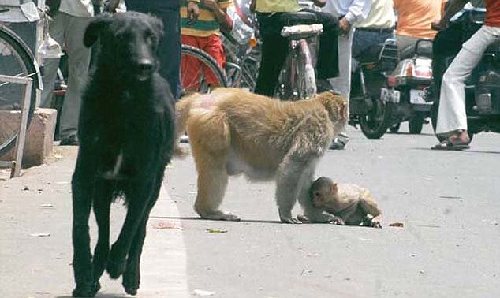 印度街头猴妈妈犬口救子 母爱力量感动网友