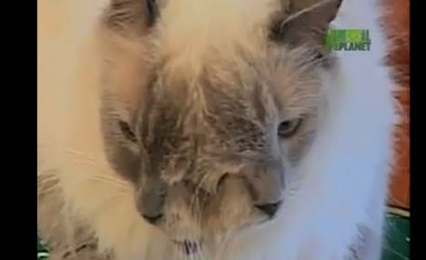 图：美“双面猫”被载入吉尼斯世界纪录 已存活12年