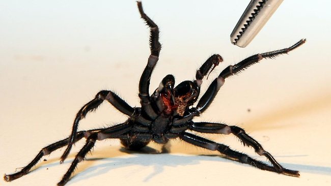 澳科学家加紧分离蜘蛛毒液 或能发现乳腺癌克星