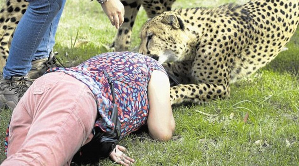 英国女子南非动物园上演“豹口脱险”惊魂记