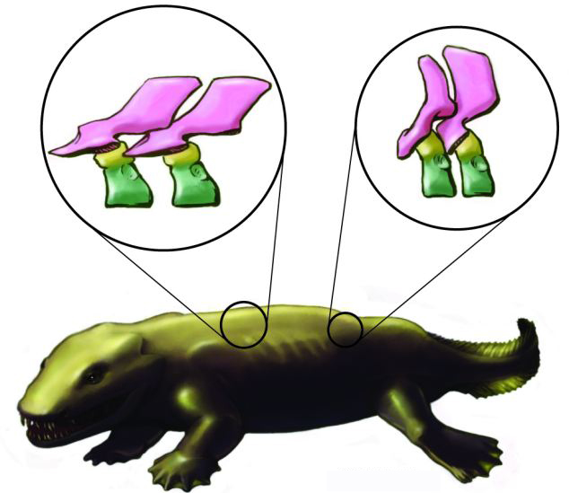 3D图像揭秘古老脊椎动物骨架结构 或颠覆传统理论