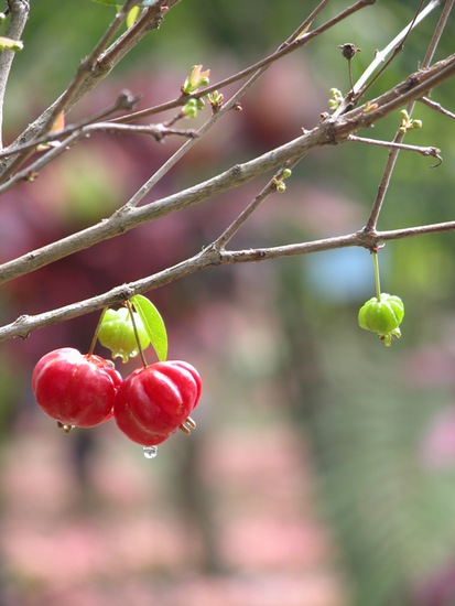 植物王国——兴隆热带森林公园