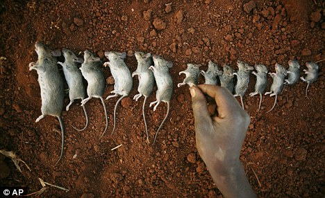 过街老鼠竟成盘中美味 马拉维民众热捧鼠肉