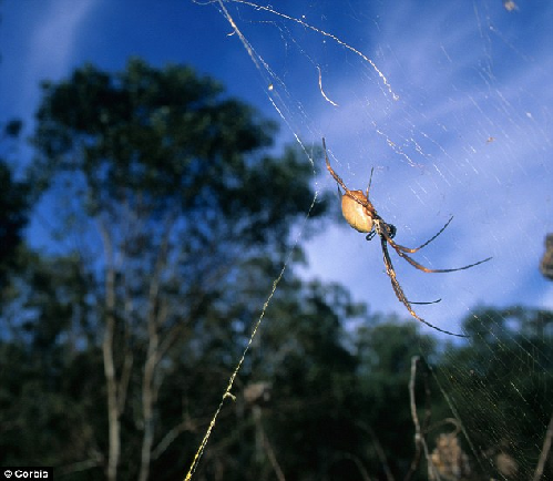 百万金蜘蛛“吐丝”织成披肩 英艺术家创造惊世杰作