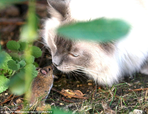 动画片《猫和老鼠》英国上演真实版 小老鼠勇斗大家猫